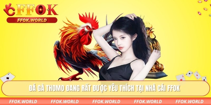 Đá gà Thomo đang rất được yêu thích tại nhà cái FFOK
