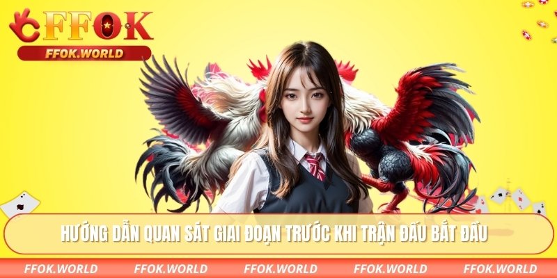 Đá Gà Trực Tiếp FFOK – Theo Dõi, Chọn Kèo Theo Diễn Biến 2 Hướng dẫn quan sát giai đoạn trước khi trận đấu bắt đầu